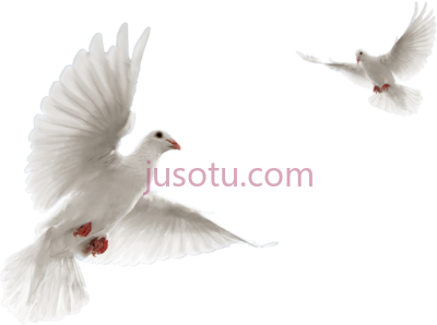 鸽子飞,pigeon dove fly PNG