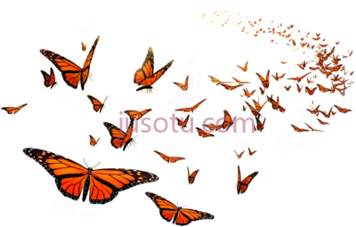 帝王蝶,monarch butterfly flight orange middle school insect flying PNG