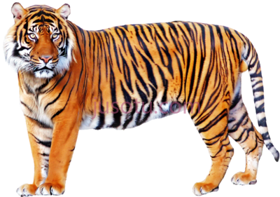 老虎,tiger PNG