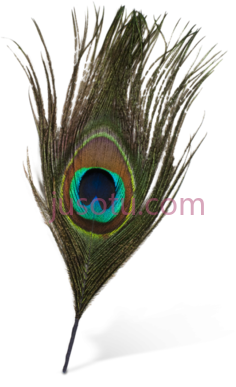 孔雀羽毛, PNG