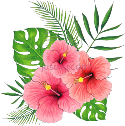 芙蓉花,hand painted summer hibiscus flowers PNG