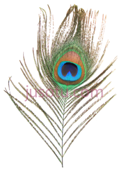 孔雀羽毛,morpankh PNG