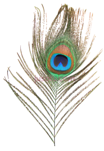 孔雀羽毛,peacock feather PNG