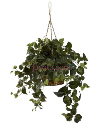 绿色植物悬挂,green plant hanging PNG