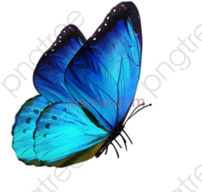 蓝蝴蝶,blue butterfly PNG