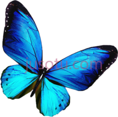 蓝蝴蝶PNG