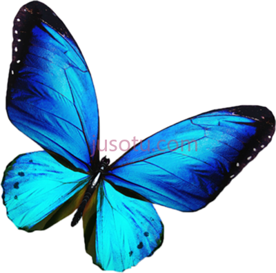蓝蝴蝶,butterfly blue PNG