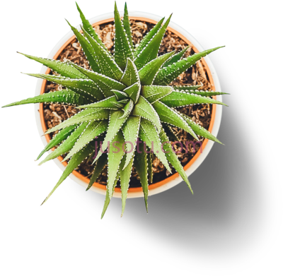 花盆,flower pot from top PNG