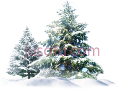 松树雪圣诞PNG
