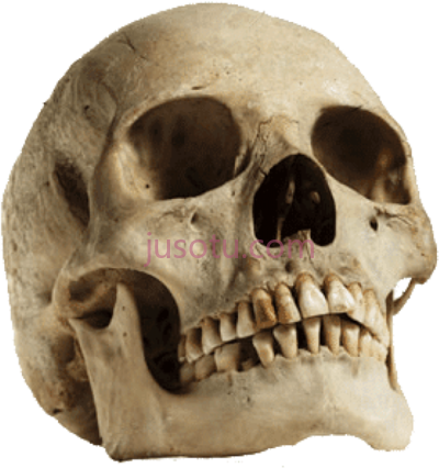 头骨,human skull looking up PNG