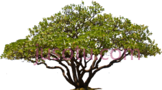 橡树,tree plan PNG