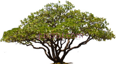 橡树,oak treetrees PNG