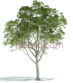 绿树, PNG