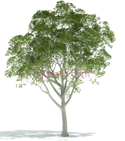 绿树,realistic trees architectural rendering PNG