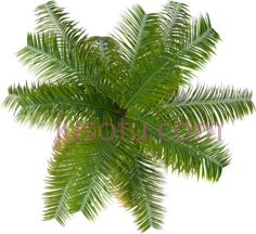 棕榈树PNG