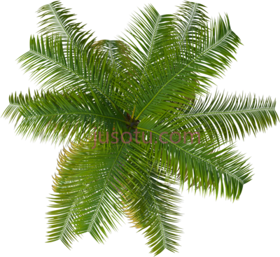棕榈树,palm tree PNG