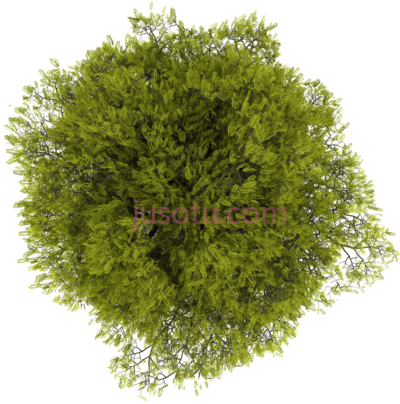 树,tree plan PNG