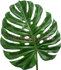 一片叶子PNG