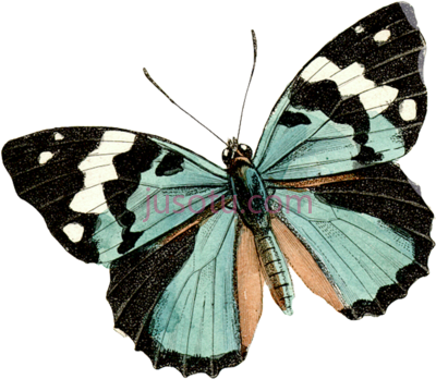 蝴蝶,dragonfly vintage butterfly wallpaper PNG