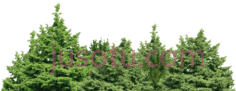 森林PNG