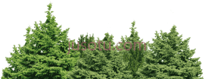 森林,black palm trees PNG