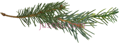 松枝树,pine branch tree PNG