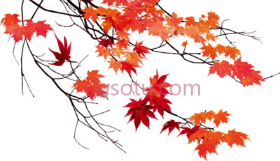 秋叶枫叶,autumn leaf color maple leaves PNG