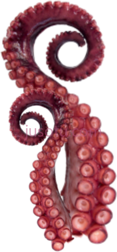 章鱼触须,动物 PNG