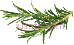 迷迭香PNG