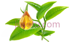 茶树叶油PNG