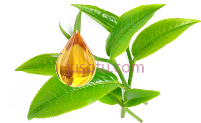茶树叶油,tea tree oil leaf PNG