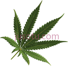 大麻PNG