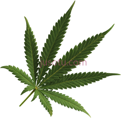 大麻,weed cannabis PNG