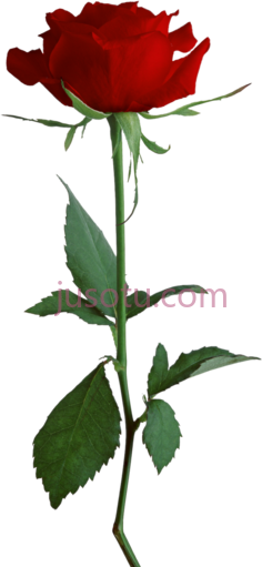红玫瑰,王冠 PNG