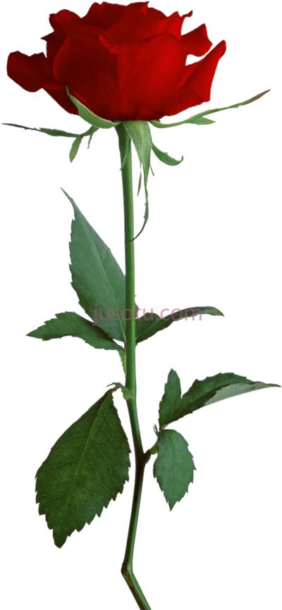 红玫瑰,rosa vermelha PNG