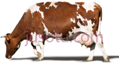奶牛PNG