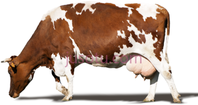 奶牛,dairy cow PNG