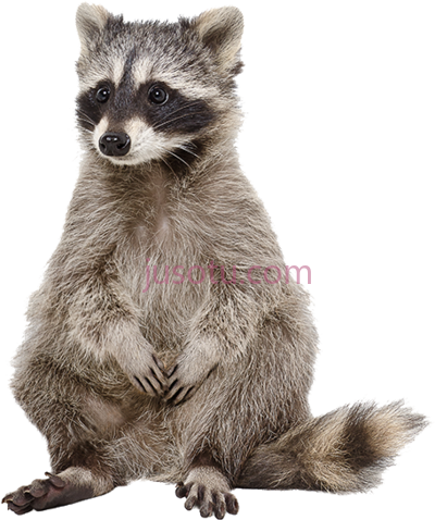 浣熊,raccoon racoon PNG