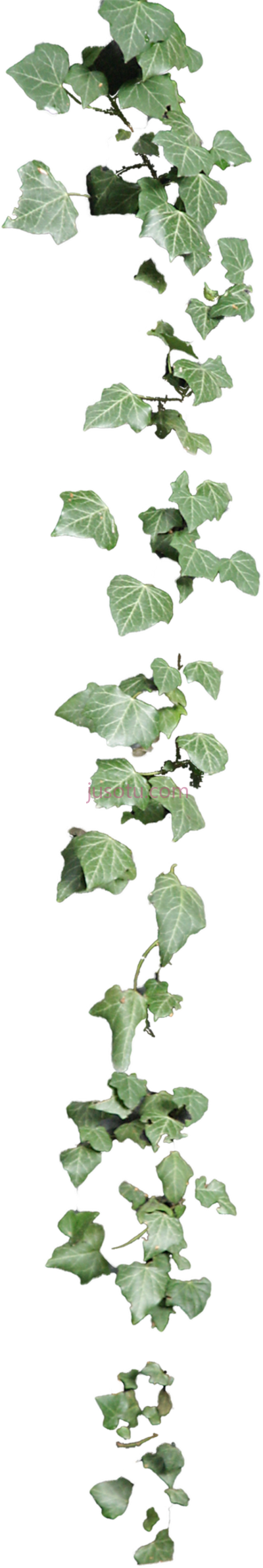 常春藤,hanging ivy PNG
