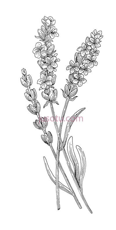薰衣草,lavender botanical plant PNG